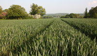 Wheat T2